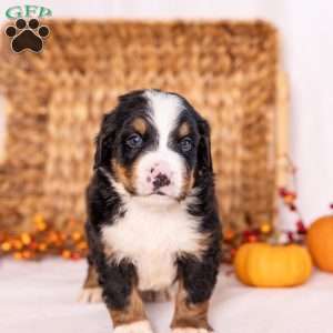 Ranger, Bernese Mountain Dog Puppy